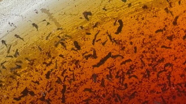 Closeup of mosquito larvae in a garden pot