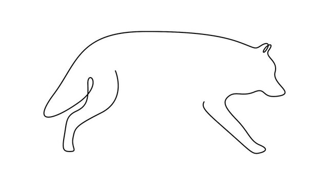 Continuous Line Drawing Animation of a Walking Wolf Silhouette Minimalist One Line Art Drawing of a Wild Fox or Wolf Walking