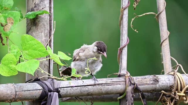 Close up of a cute fluffy juvenile bulbul bird perching on a rustic bamboo fence with creeping green vines against a soft blurred nature background.