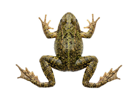 A green and brown frog with textured skin is captured from a top-down perspective, showcasing its webbed feet against a clean white background, creating a detailed studio shot.