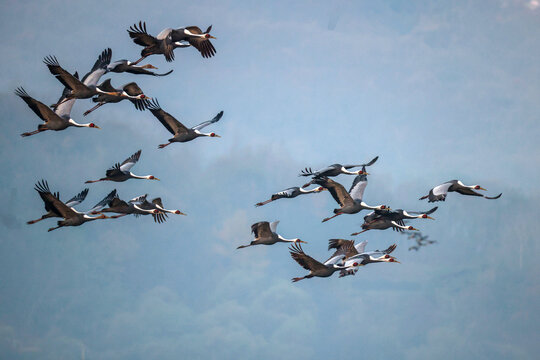Flock of White-naped Cranes flying over the fields of Cheorwon, South Korea