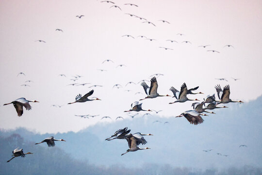 Flock of White-naped Cranes flying over the fields of Cheorwon, South Korea
