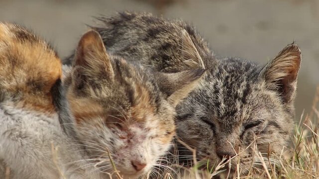 Close-up of three dirty and sick stray kittens huddled together on dry grass. One kitten has a severe eye infection and visible wounds on its face. Sad and emotional footage highlighting the plight of
