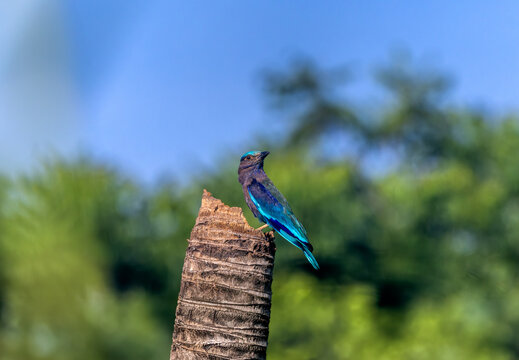 The Indochinese roller is an insectivorous bird that prefers to nest in dead tree cavities.