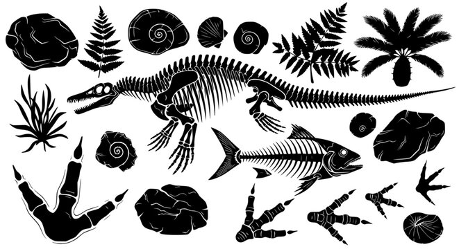 Dinosaur and Fish Skeletons, Fossils, Ferns, and Footprints - Paleontology Collection