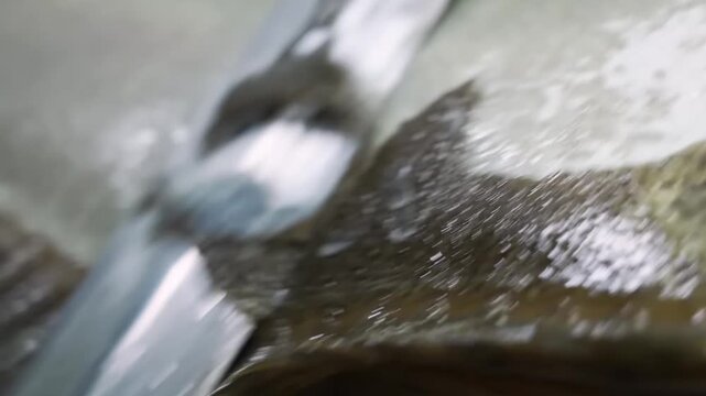 High-definition close-up footage capturing the intricate texture and iridescent shimmer of wet fish skin. The shot highlights the detailed patterns of scales and the natural protective layer of a fish