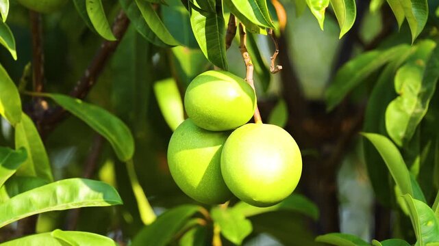 Three young green unripe cerbera manghas fruits hanging from a tree branch gently swaying in the wind on a sunny day.