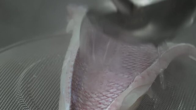 A detailed close-up shot of a high-quality, fresh red snapper fish fillet. The footage highlights the distinctive red scales and firm white flesh of the raw seafood, showcasing its premium quality and