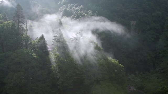群馬県中之条町の森に広がる朝日に照らされた夏の朝霧、幻想的な山間の自然風景4K映像