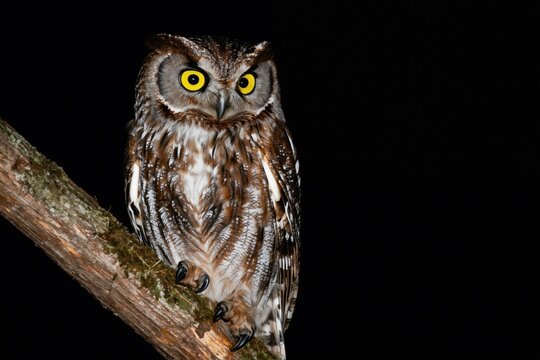 Eurasian scops owl rests on mossy branch at night. Small bird with yellow eyes watches intently in dark forest. Wildlife creature is wild, nocturnal hunter.