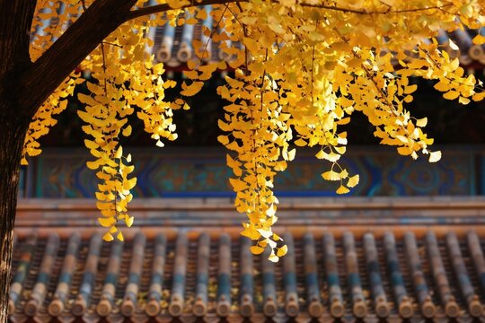 Bright yellow ginkgo leaves fall from tree in autumn. Old tiled roof and colorful building facade are visible behind branches. Scene suggests peaceful, cultural setting during fall season.