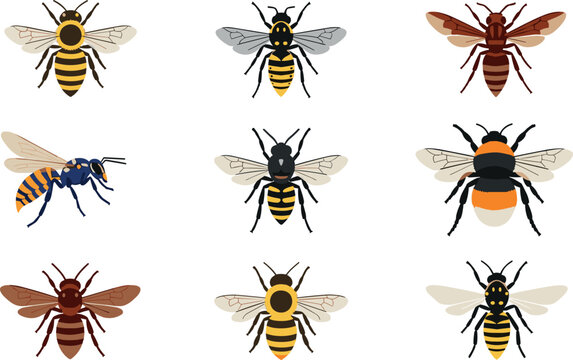 Set of diverse bees and wasps vector illustrations, colorful insect collection isolated on white background for biology, ecology, and design projects