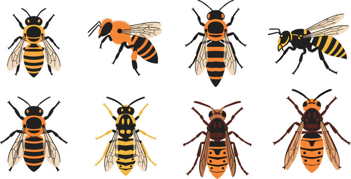 Collection of different bee and wasp species vector illustrations, detailed flying insects set isolated on white background for biology and design