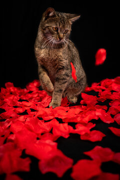 Katze in Rosenbl&auml;ttern