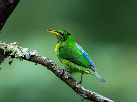 Rare bilateral gynandromorph Green Honeycreeper perched on lichen covered branch in Colombia