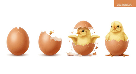 Baby Chick Hatching from Egg: Life Cycle Stages © rahma
