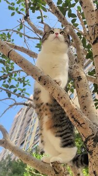 Tabby cat climbing on a tree branch against blue sky