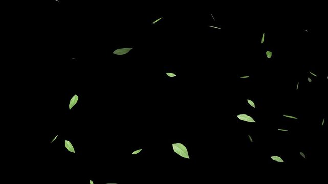 Flying green leaves in the air. Fresh aroma. Green tea leaf on white background. Flying Green leaves over black background. Element Overlay,
Green Leaves cartoon flying animation overlay.
