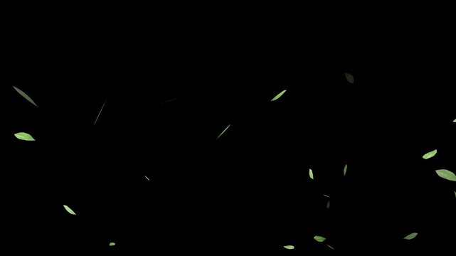 Flying green leaves in the air. Fresh aroma. Green tea leaf on white background. Flying Green leaves over black background. Element Overlay,
Green Leaves cartoon flying animation overlay.
