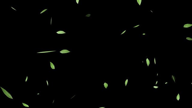 Flying green leaves in the air. Fresh aroma. Green tea leaf on white background. Flying Green leaves over black background. Element Overlay,
Green Leaves cartoon flying animation overlay.
