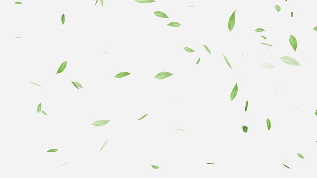 Flying Green leaves over black background. Element Overlay, Flying Green leaves over black background. Element Overlay, eaf falling.
Green Leaves flying with Alpha Channel,
