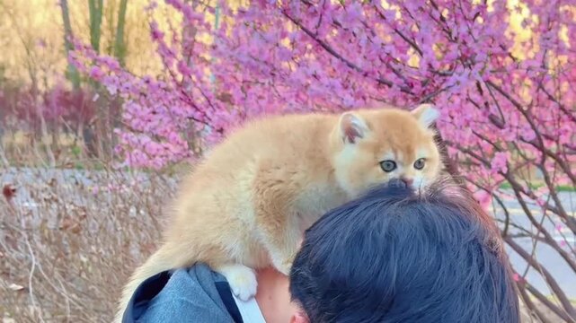 Fluffy kitten held outdoors among blooming purple flowers in spring