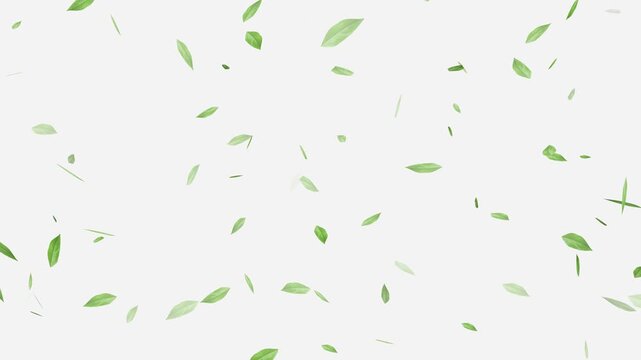 Flying Green leaves over black background. Element Overlay, Flying Green leaves over black background. Element Overlay, eaf falling.
Green Leaves flying with Alpha Channel,
