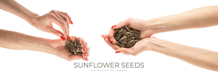 Fototapeta premium Female hand sunflower seeds on a white background isolation
