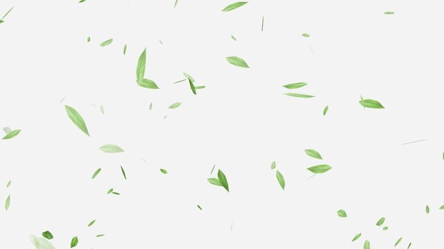 Flying Green leaves over black background. Element Overlay, Flying Green leaves over black background. Element Overlay, eaf falling.
Green Leaves flying with Alpha Channel,
