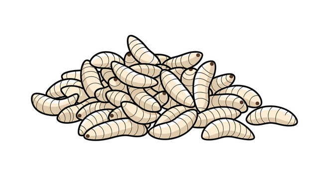 Pile of white maggot insects together.