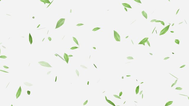 Flying Green leaves over black background. Element Overlay, Flying Green leaves over black background. Element Overlay, eaf falling.
Green Leaves flying with Alpha Channel,
