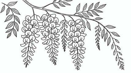 A detailed black and white illustration depicts hanging clusters of wisteria flowers and leaves gracefully cascading from a slender branch high quality professional modern elegant stylish © Iconhub