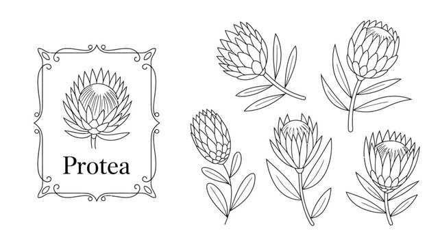 A botanical illustration displays several protea flowers and foliage rendered in a delicate black and white line art style high quality professional detailed modern elegant stylish