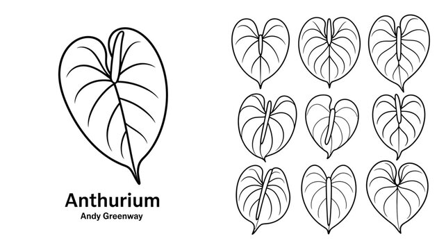 A black and white illustration displays various anthurium leaf shapes and sizes with the plant s name and artist noted high quality professional detailed modern elegant