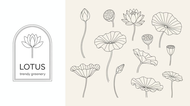A minimalist illustration depicts various stages of lotus flower growth from bud to full bloom with elegant line work high quality professional detailed modern stylish clean
