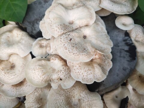 A close-up of a group of Tiger Sawgill mushrooms or Lentinus Tigrinus on a rotten log