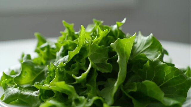 Fresh Green Leafy Lettuce Leaves Piled.