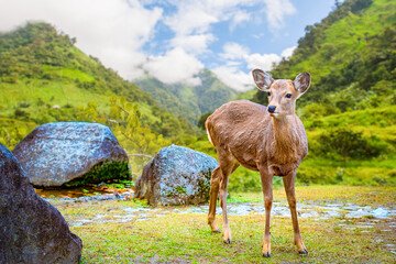 Obraz premium Wildlife tourism, deer stands in green valley landscape in Japan Nara city, interacting with visitors in natural park environment.