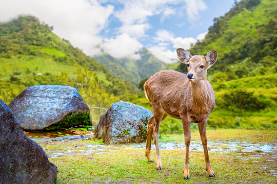 Wildlife tourism, deer stands in green valley landscape in Japan Nara city, interacting with visitors in natural park environment.