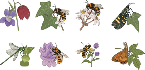 Collection of illustrated insects and flowers including bees butterflies and dragonflies ideal for nature and science illustrations © Ali