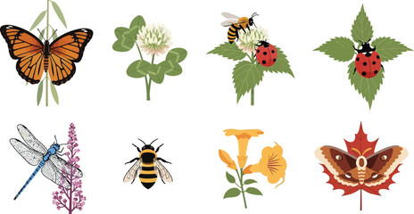 Collection of nature insects and flowers including butterfly bee ladybug dragonfly and moth flat vector illustrations for spring and summer design © Ali