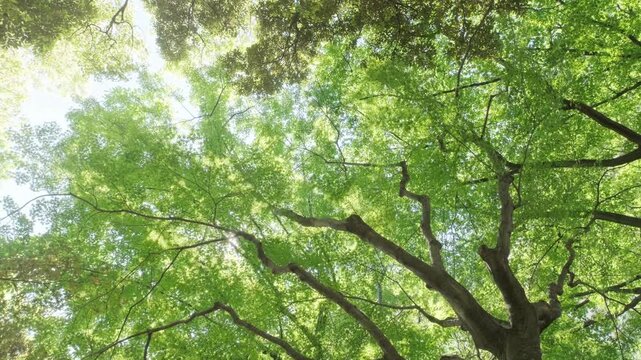 キラキラ輝く春夏の新緑の葉と木漏れ日の輝き　森林の葉のボケの光　輝く太陽の日差しとレンズフレア　眩しい日光とハレーションの強い　自然の風景背景