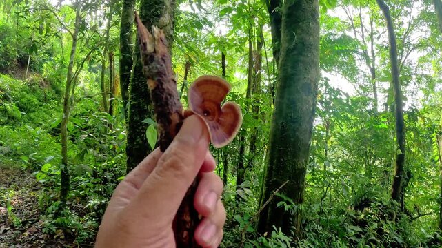 Ganoderma is a genus of polypore fungi in the family Ganodermataceae found in the trunk of tree, They are sometimes called shelf mushrooms or bracket fungi. sometime use for medicine
