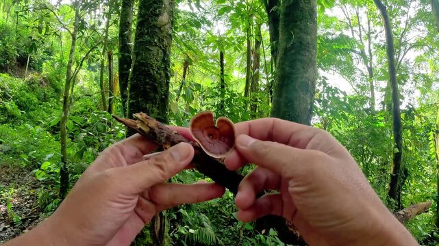 Ganoderma is a genus of polypore fungi in the family Ganodermataceae found in the trunk of tree, They are sometimes called shelf mushrooms or bracket fungi. sometime use for medicine
