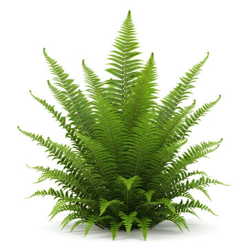 Vibrant green fern plant isolated on a clean white background detailed close up.