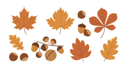 Autumn leaves and nuts collection for fall season design. © Ndog