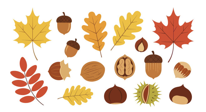 Autumn leaves and nuts collection for seasonal decoration.