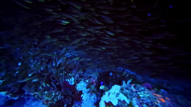 Thousands of tiny fish pack a dark reef cavity, forming a seamless living ceiling in black and blue water. Egypt