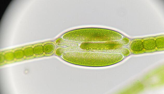 Anabaena cyanobacteria exhibit cell morphogenesis with a defined cytoskeleton and CorMR system facilitating DNA segregation and multicellularity through protein filaments.