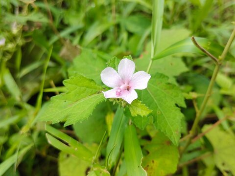 Beautiful Pink Caesarweed Flower (Urena Lobata) Blooming in the Wild Green Meadow